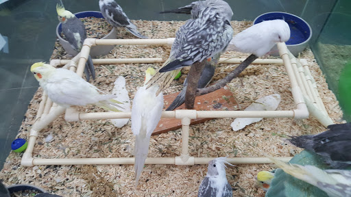 Pet Store «Petland South Orlando», reviews and photos, 3920 S Semoran Blvd, Orlando, FL 32822, USA