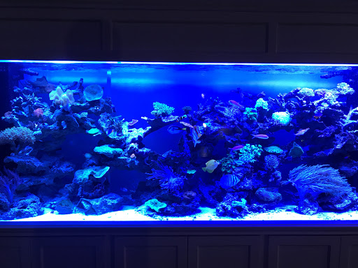 Pet Store «Creative Aquariums of Tampa», reviews and photos, 150 S Dale Mabry Hwy, Tampa, FL 33609, USA