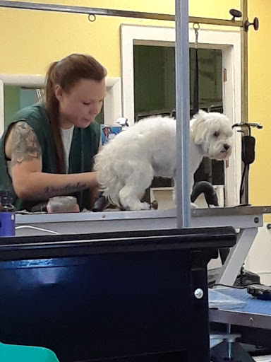 Pet Groomer «Tidy Dog Pet Supply & Salon», reviews and photos, 2612 Lebanon Pike A, Nashville, TN 37214, USA
