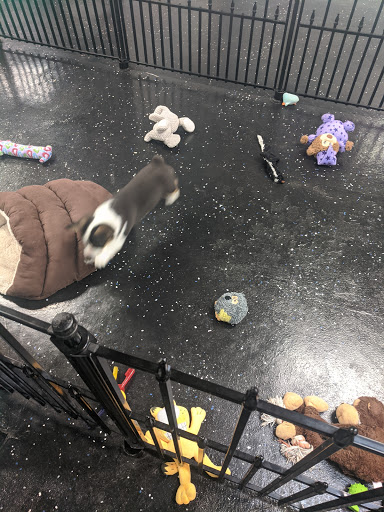 Pet Store «AA Ridgewood Kennels II», reviews and photos, 5401 Lincoln Hwy, Gap, PA 17527, USA