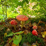 Photo n°5 de l'avis de Brigitte.e fait le 05/10/2019 à 11:24 sur le  Hotel Landgasthof Grüner Baum à Oberzent