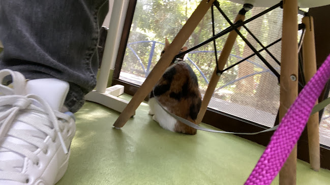 Opinii despre BellaVet Story în București - Veterinar