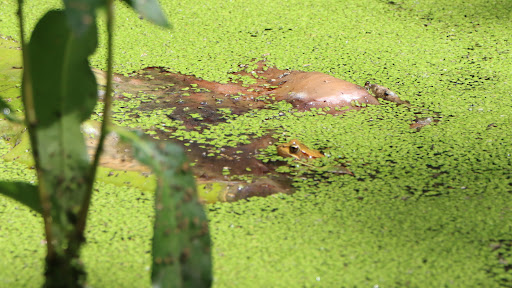 Non-Profit Organization «Audubon Society of Portland», reviews and photos, 5151 NW Cornell Rd, Portland, OR 97210, USA