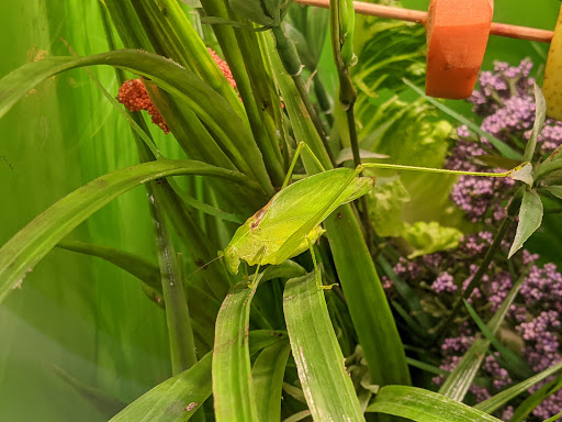 Science Museum «Cook Museum of Natural Science», reviews and photos, 133 4th Ave NE, Decatur, AL 35601, USA