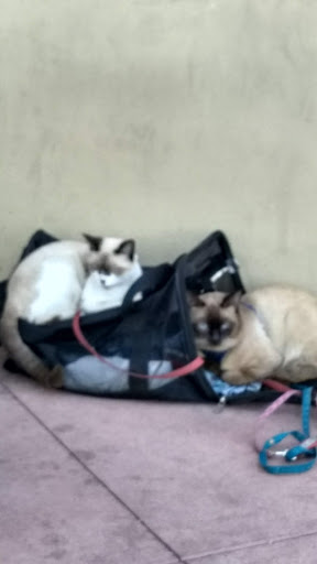 Coffee Shop «Starbucks», reviews and photos, 11979 Garvey Ave, El Monte, CA 91732, USA