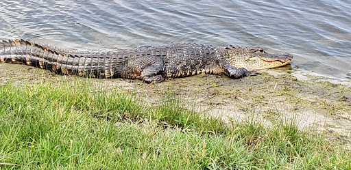 Golf Club «The Champion Turf Club at St. James», reviews and photos, 7900 Selvitz Rd, Port St Lucie, FL 34983, USA