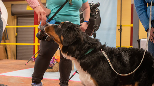 Pet Supply Store «Wags To Wiskers Pet Supplies», reviews and photos, 2423 W Stadium Blvd, Ann Arbor, MI 48103, USA