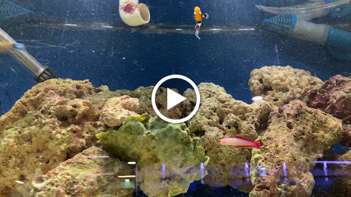 Pet Store «All Pets Club», reviews and photos, 1167 N Colony Rd, Wallingford, CT 06492, USA