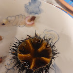 Photo n°1 de l'avis de Domenico.o fait le 07/08/2022 à 21:54 sur le  Ristorante Hale Bopp à Pizzo