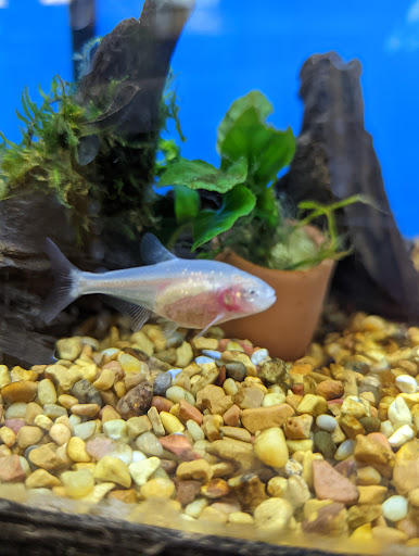 Pet Supply Store «Petco Animal Supplies», reviews and photos, 11331 W Broad St #151, Glen Allen, VA 23060, USA