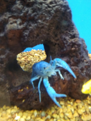 Pet Supply Store «Petco Animal Supplies», reviews and photos, 2121 Harwood Rd, Bedford, TX 76021, USA