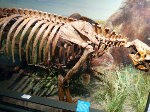 Natural History Museum «Burke Museum of Natural History and Culture», reviews and photos, 1413 NE 45th St, Seattle, WA 98105, USA