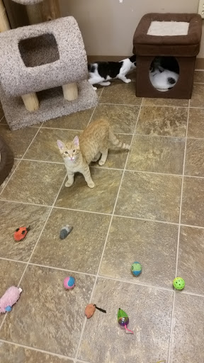 Pet Supply Store «Pet Supplies Plus», reviews and photos, 4024 Elkhart Rd #27, Goshen, IN 46526, USA