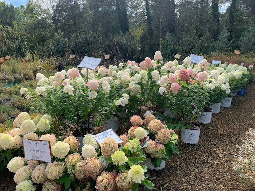 Garden Center «Ivy Corner Garden Center Gift Shop», reviews and photos, 4305 Ivy Rd, Charlottesville, VA 22903, USA