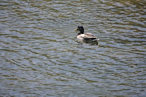 Animas City Park - photo 35