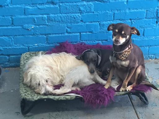 Pet Supply Store «Animal Kingdom of Santa Monica», reviews and photos, 300 Pico Blvd, Santa Monica, CA 90405, USA