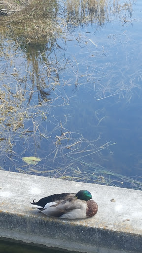 Nature Preserve «Snake Warrior Island Natural Area», reviews and photos, 3600 SW 62nd Ave, Miramar, FL 33023, USA