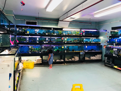 Pet Supply Store «Petland Discounts - Flatbush Ave.», reviews and photos, 968 Flatbush Ave, Brooklyn, NY 11226, USA