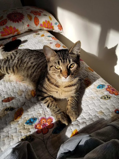 Pet Supply Store «Pet Supplies Plus», reviews and photos, 5348 Dixie Hwy, Waterford Twp, MI 48329, USA