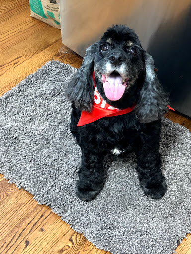 Pet Supply Store «PetSmart», reviews and photos, 1031 Beaver Creek Commons Dr, Apex, NC 27502, USA