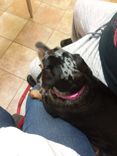 Pet Supply Store «PetSmart», reviews and photos, 278 New Britain Ave, Plainville, CT 06062, USA