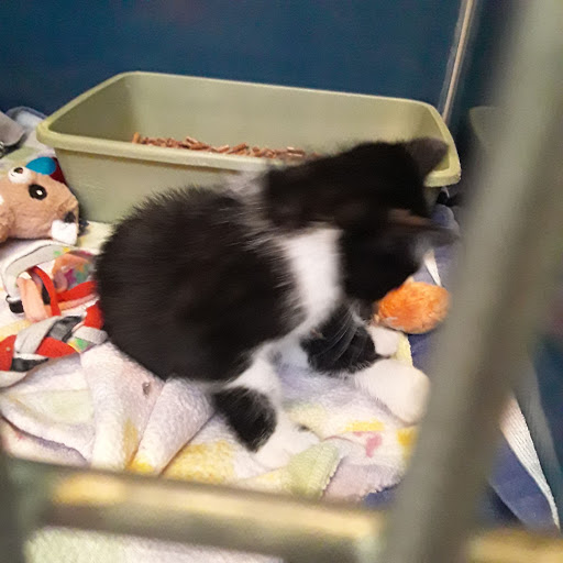 Non-Profit Organization «Heartland Humane Society», reviews and photos, 398 SW Twin Oaks Cir, Corvallis, OR 97333, USA