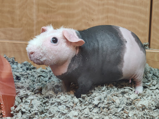 Pet Store «Animal Ark», reviews and photos, 175 S 500 E St, American Fork, UT 84003, USA