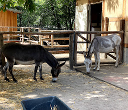 Children's Farm on the Görlitz e.V. photo