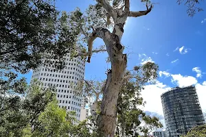 Ngargee Tree image