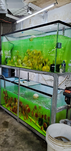 Tropical Fish Store «Jack Wattley Discus», reviews and photos, 6944 NE 4th Ave, Miami, FL 33138, USA