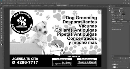 Concentrados Patitas en Movimiento