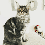 Chatterie des Patounes Salixia ( Maine coon poly et non poly ) Plouaret