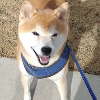 In Good Hands Petcare - Photo 4 - Car repair in , Greenville