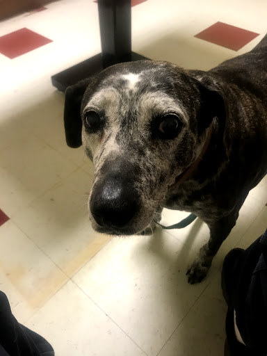 Whitney Veterinary Clinic