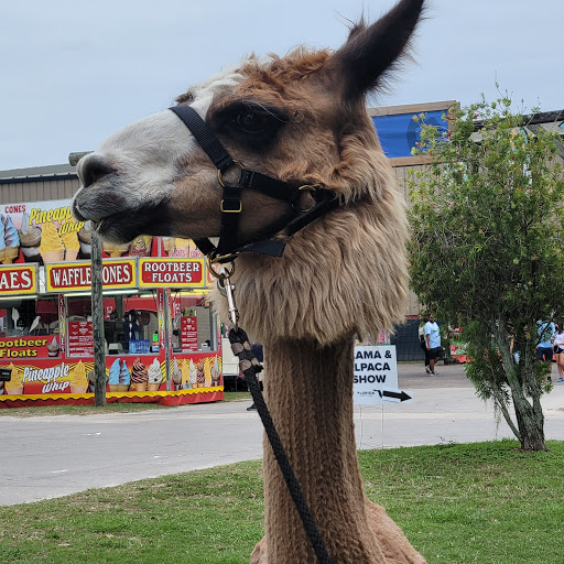 Fairground «Florida State Fairgrounds», reviews and photos, 4800 U.S. 301, Tampa, FL 33610, USA