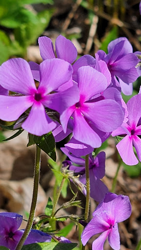Natural History Museum «Fernbank Museum of Natural History», reviews and photos, 767 Clifton Rd, Atlanta, GA 30307, USA