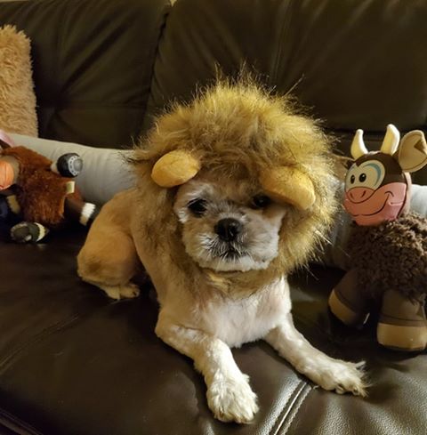 Renton Veterinary Hospital