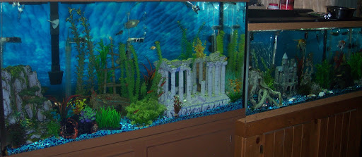 Pet Supply Store «Petco Animal Supplies», reviews and photos, 1500 N Town E Blvd, Mesquite, TX 75150, USA