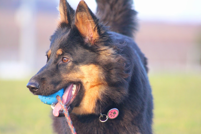 Rezensionen über Le coin canin in Lausanne - Hundeschule