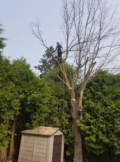 Branches Tree Service