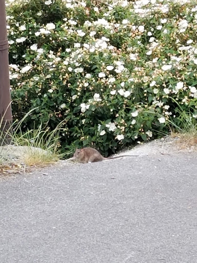 Park «Dr. Jose Rizal Park», reviews and photos, 1007 12th Ave S, Seattle, WA 98144, USA