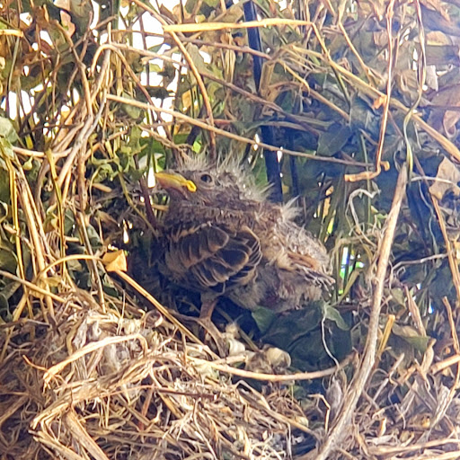 Museum «Brucemore», reviews and photos, 2160 Linden Dr SE, Cedar Rapids, IA 52403, USA