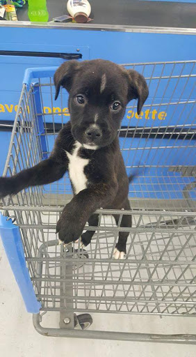 Pet Supply Store «PetSmart», reviews and photos, 34940 Emerald Coast Pkwy, Destin, FL 32541, USA