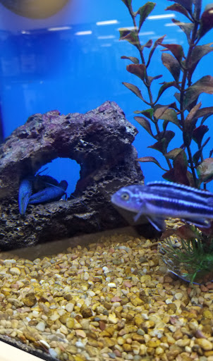 Pet Supply Store «Petco Animal Supplies», reviews and photos, 201 N Summit Ave, Lewisville, TX 75067, USA