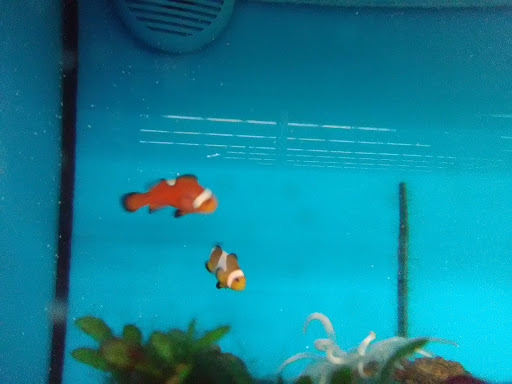 Pet Supply Store «Petco Animal Supplies», reviews and photos, 2435 N Hwy 67, Florissant, MO 63033, USA