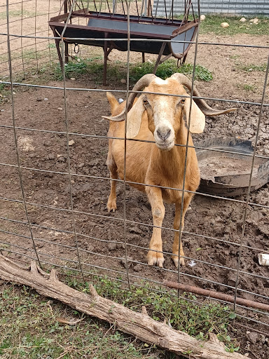 Pony Ride Service «The Farmyard», reviews and photos, 30250 Leroy Scheel Rd, Bulverde, TX 78163, USA