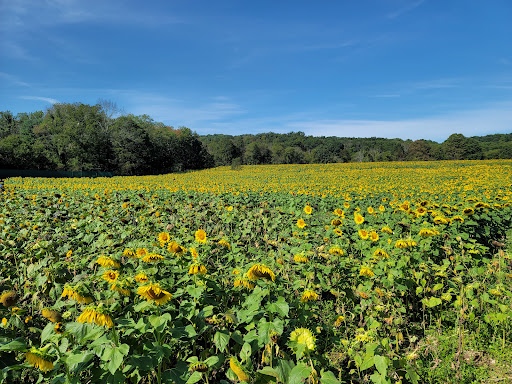 Tourist Attraction «Sussex County Sunflower Maze», reviews and photos, 101 Co Rd 645, Sandyston, NJ 07826, USA