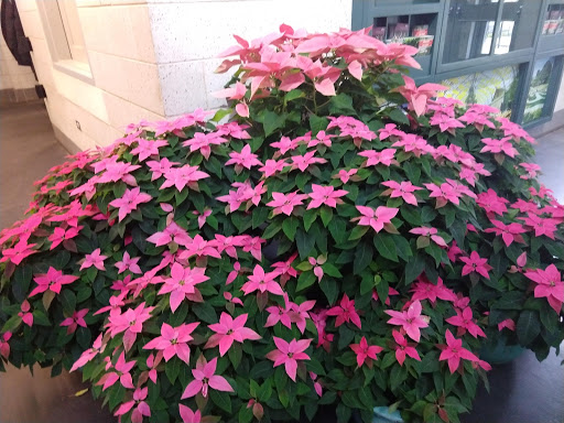 Park «Garfield Park Conservatory», reviews and photos, 300 N Central Park Ave, Chicago, IL 60624, USA