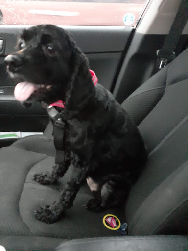 Pet Supply Store «Care-A-Lot Pet Supply Indian River», reviews and photos, 5457 Indian River Rd, Virginia Beach, VA 23464, USA