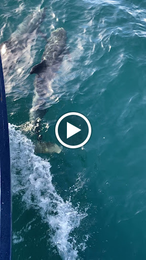 Island Packers Cruises - Oxnard image